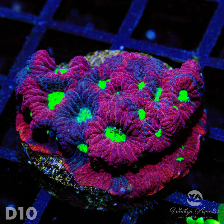 War Coral Favia - WYSIWYG