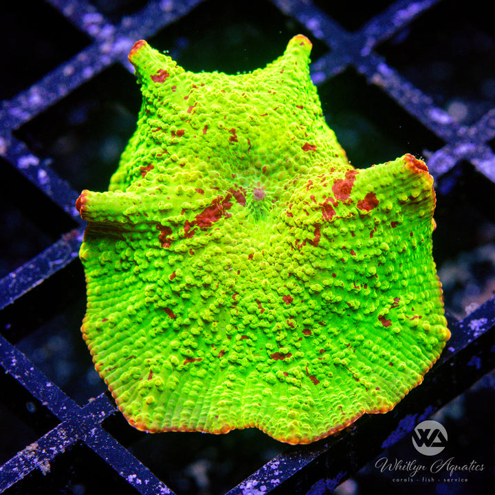 Eclectus Jawbreaker Mushroom