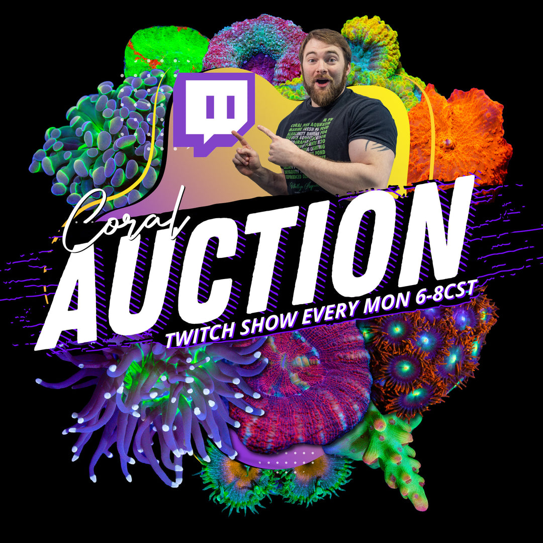 C53 - STAY TUNED! - WYSIWYG - Whitlyn Aquatics