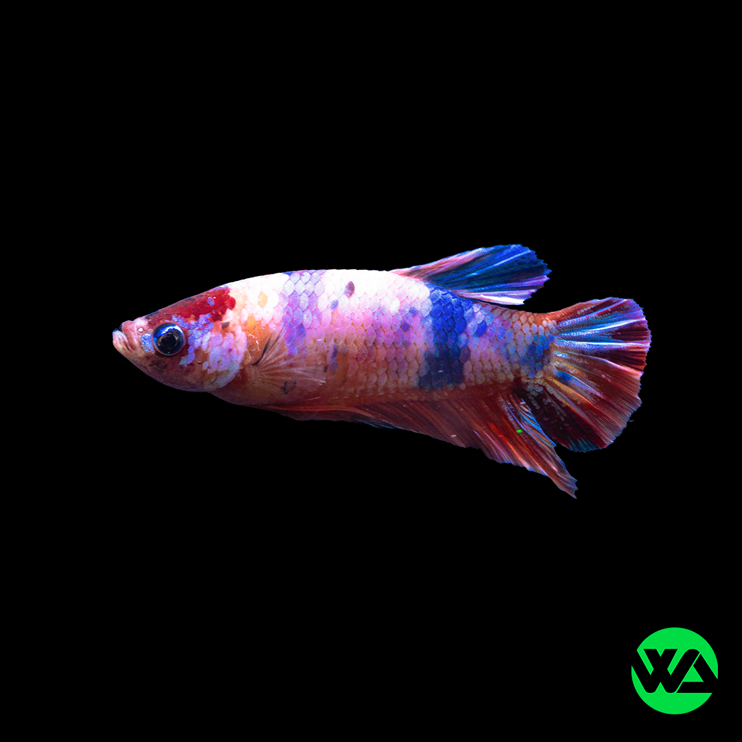 Koi Nemo Plakat Betta Mix - Betta splendens - Whitlyn Aquatics