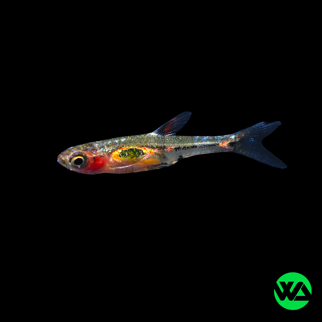 Phoenix Rasbora - Boraras merah - Whitlyn Aquatics