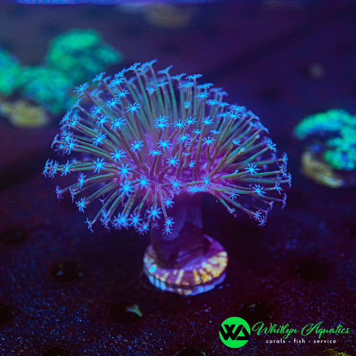 OG Weeping Willow Toadstool (Aquacultured)