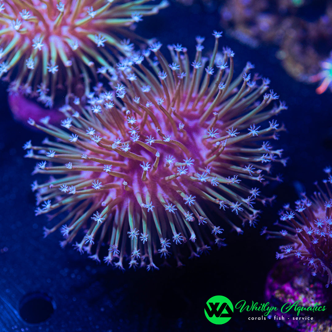 OG Weeping Willow Toadstool (Aquacultured)