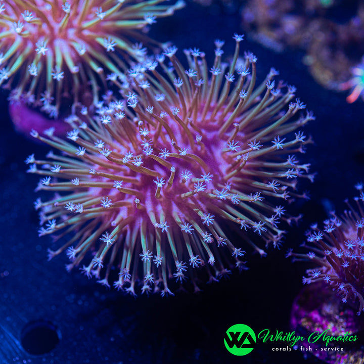 OG Weeping Willow Toadstool (Aquacultured)