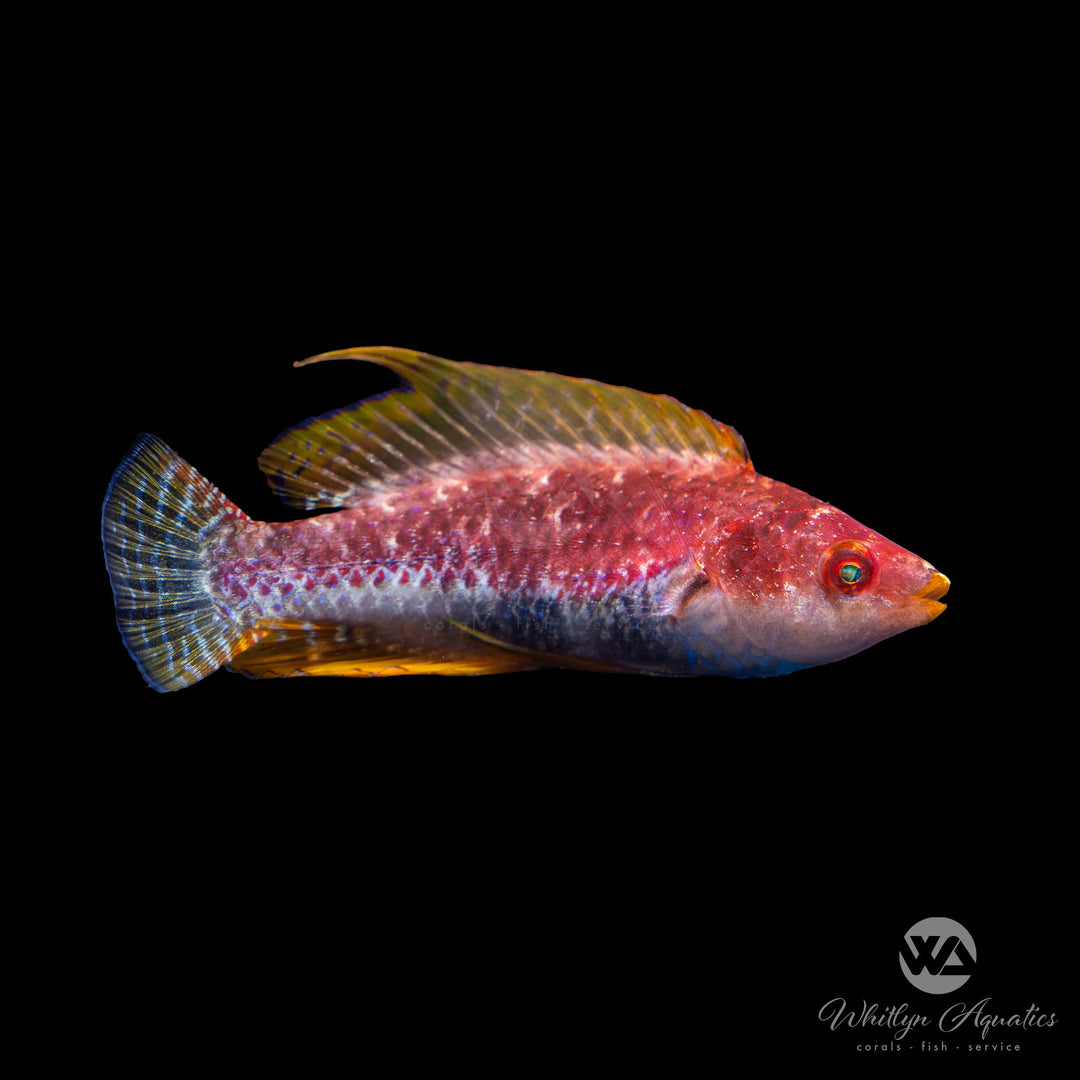Whipfin Fairy Wrasse - Cirrhilabrus filamentosus