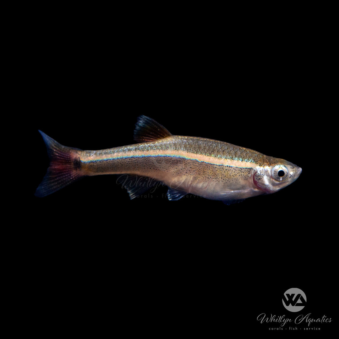 White Cloud Mountain Minnow - Tanichthys albonubes