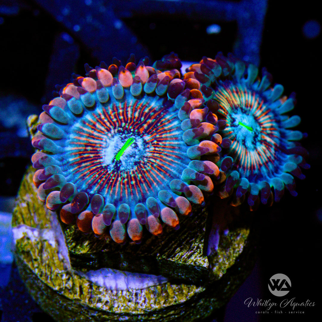 White Zombie Zoa (Aquacultured)