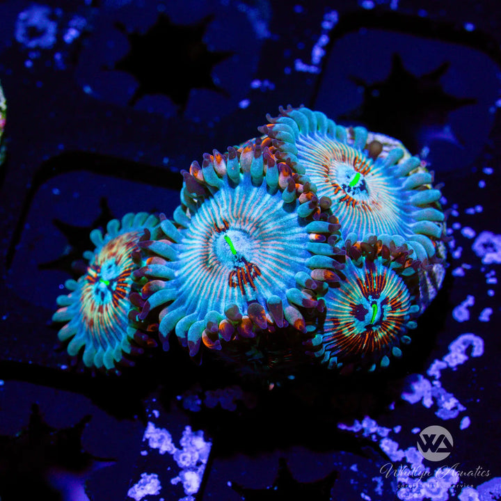 White Zombie Zoa (Aquacultured)