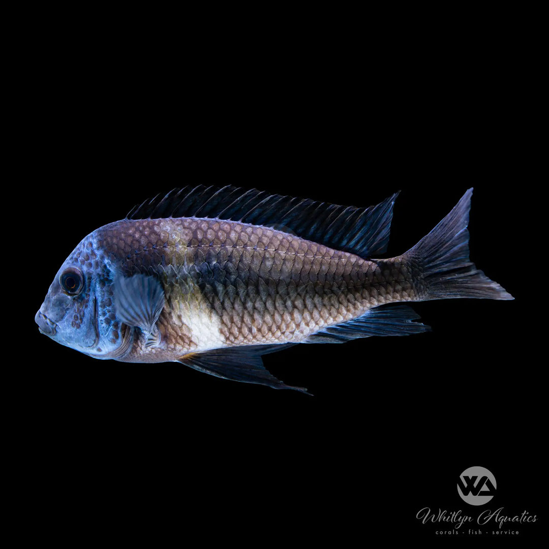 White Spotted Cichlid - Tropheus Duboisi