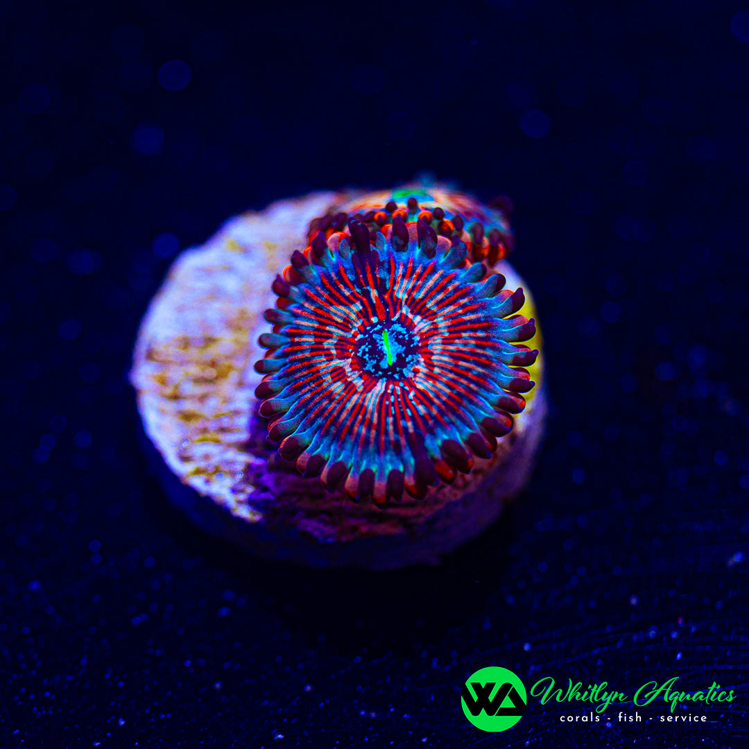 White Zombie Zoa