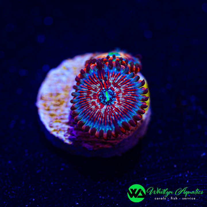 White Zombie Zoa