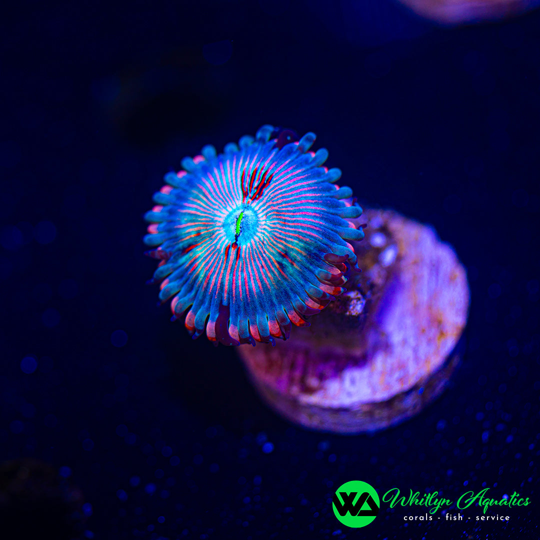 White Zombie Zoa