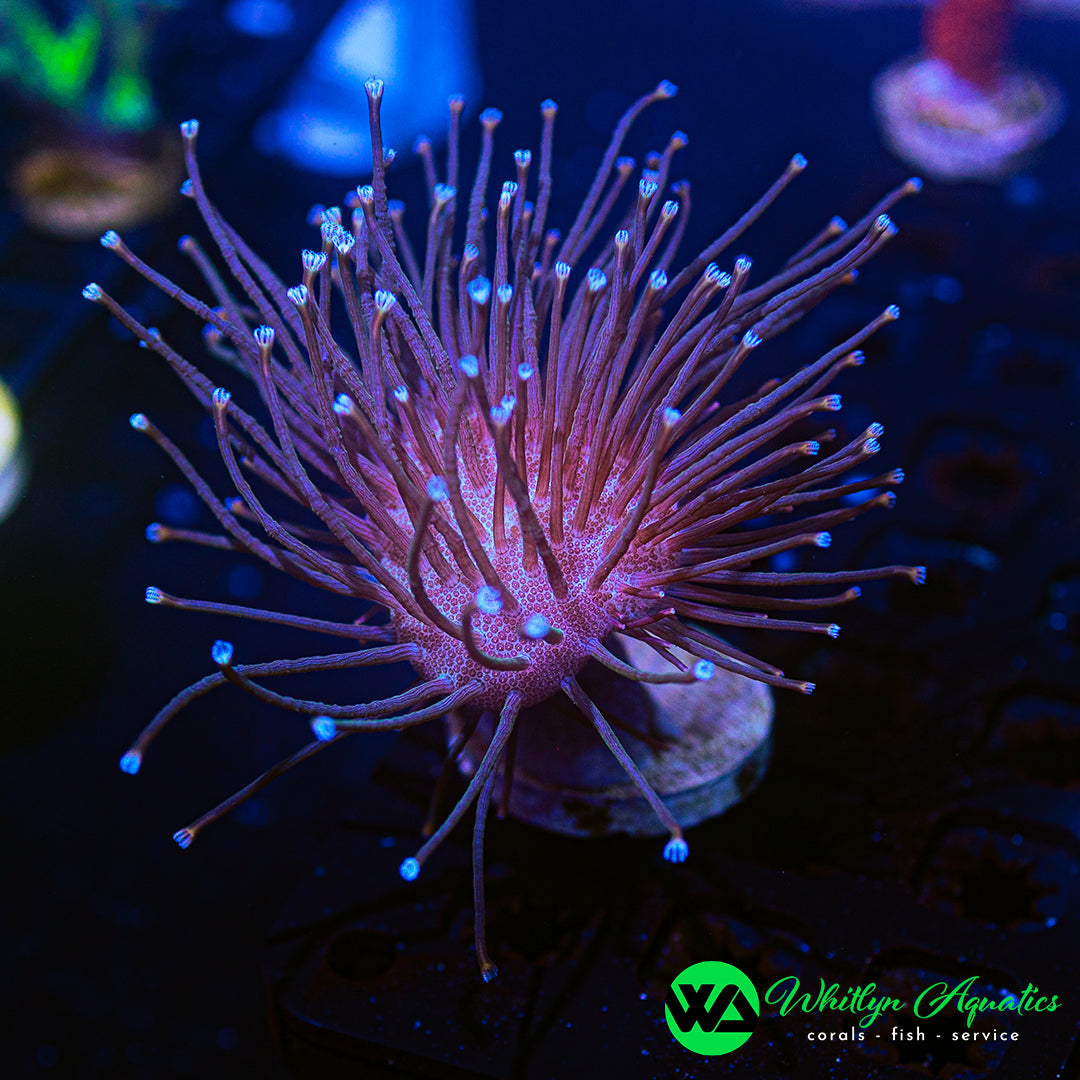 WA Whomping Willow Toadstool (Aquacultured)