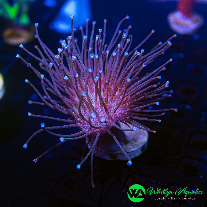 WA Whomping Willow Toadstool (Aquacultured)