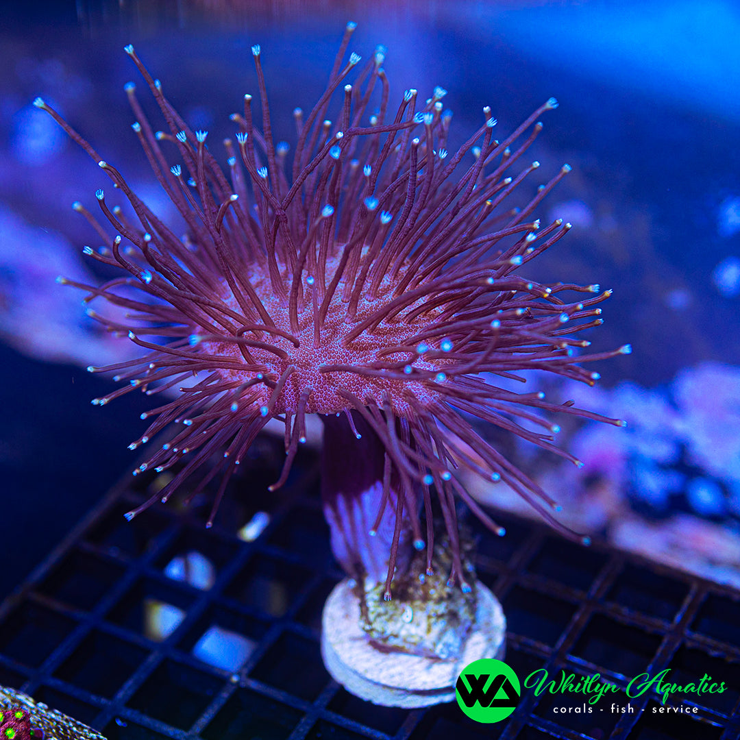 WA Whomping Willow Toadstool (Aquacultured)