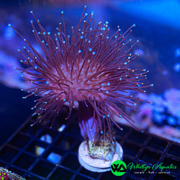 WA Whomping Willow Toadstool (Aquacultured)