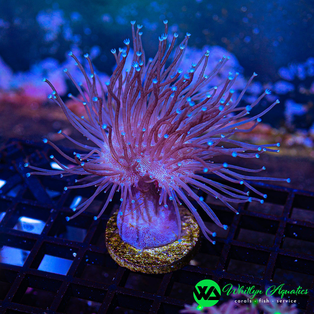 WA Whomping Willow Toadstool (Aquacultured)