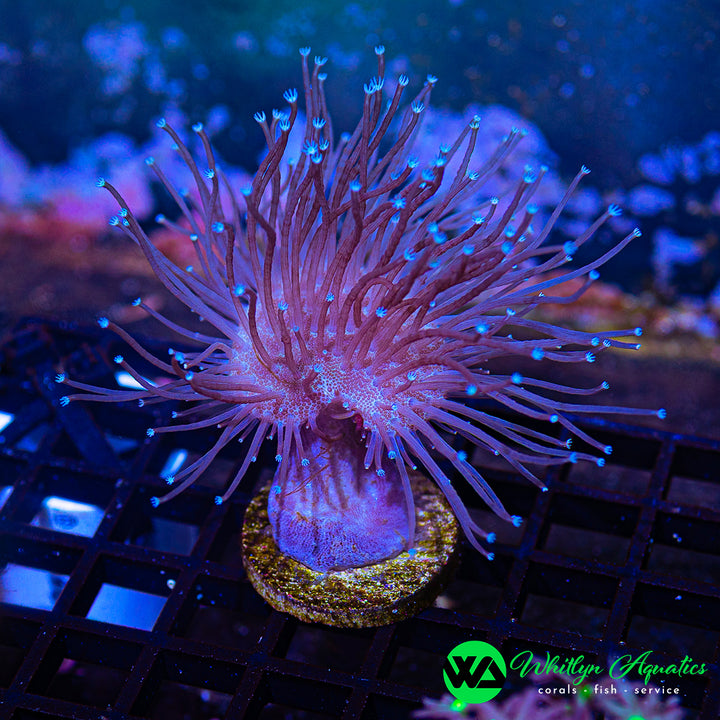 WA Whomping Willow Toadstool (Aquacultured)