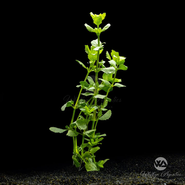 Water Wisteria - Hygrophila difformis