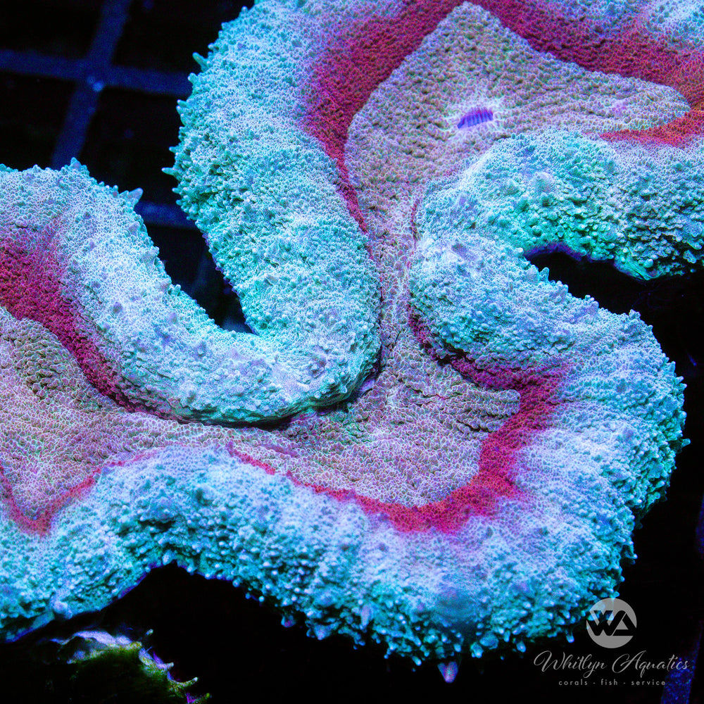 WA Frozen Magma Lobo (~7") - WYSIWYG (J2) - Whitlyn Aquatics