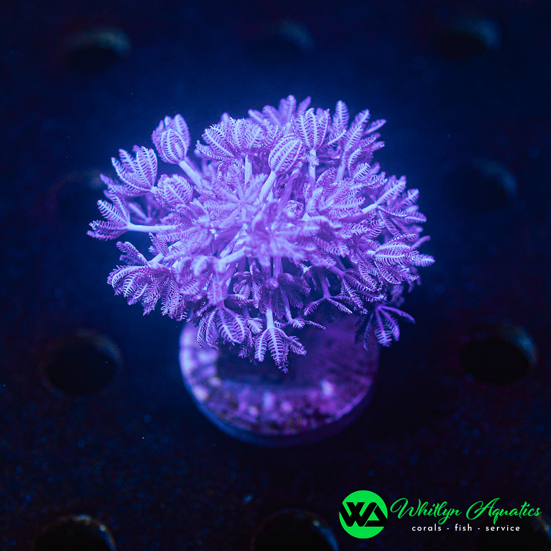 Pulsing Xenia
