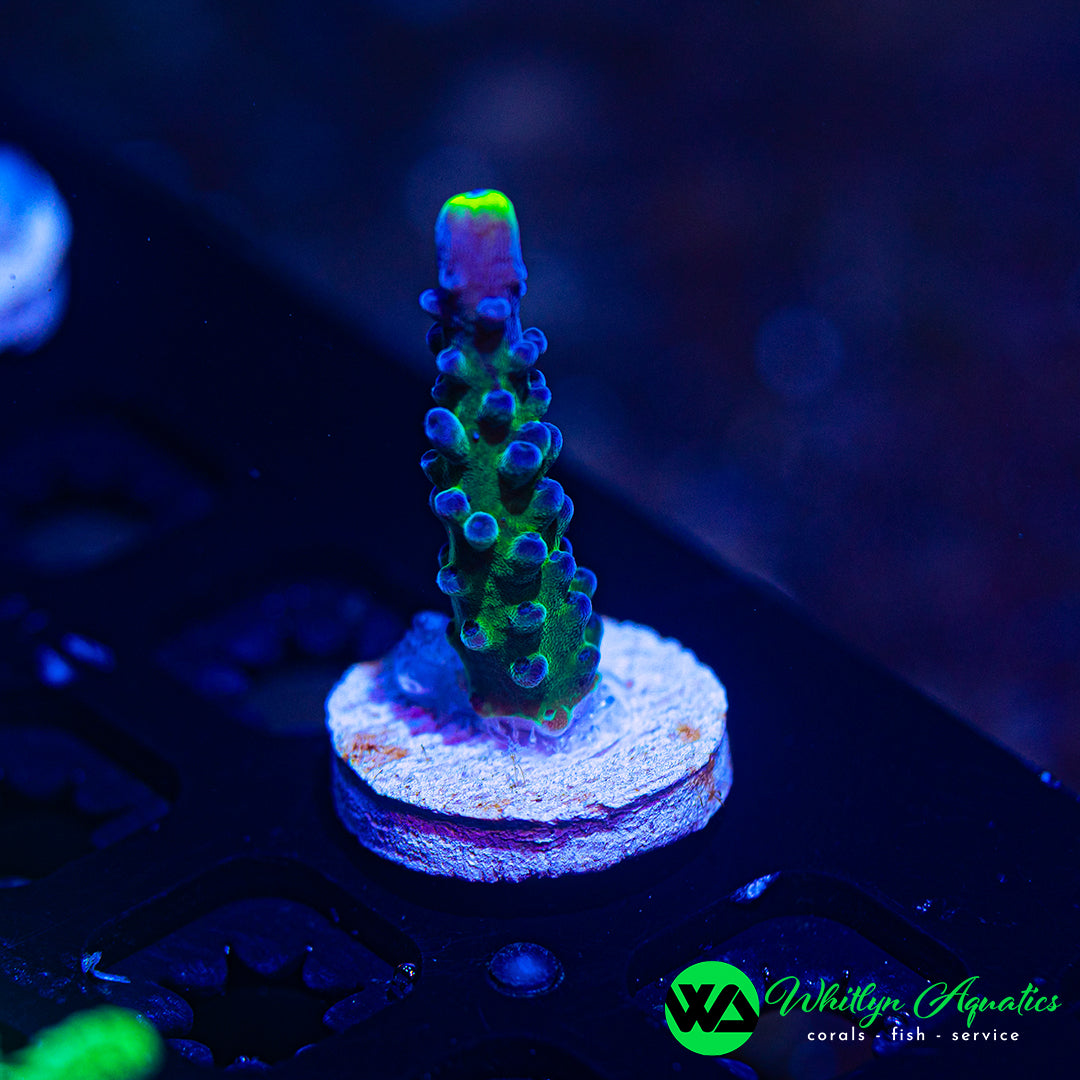 Yellow Tips Acropora
