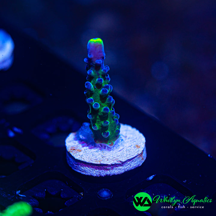 Yellow Tips Acropora