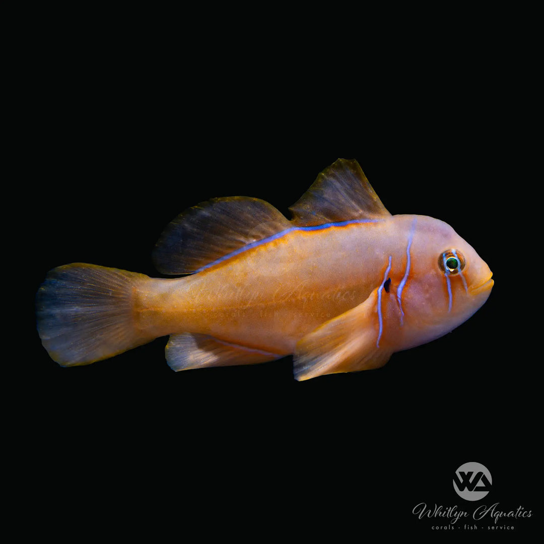 Yellow Clown Goby - Gobiodon okinawae