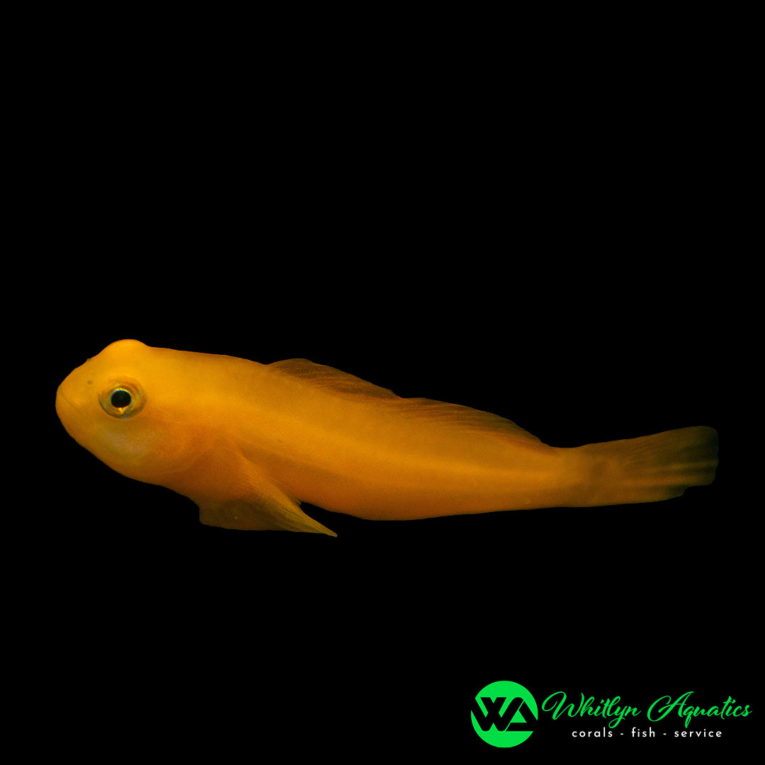 Yellow Clown Goby