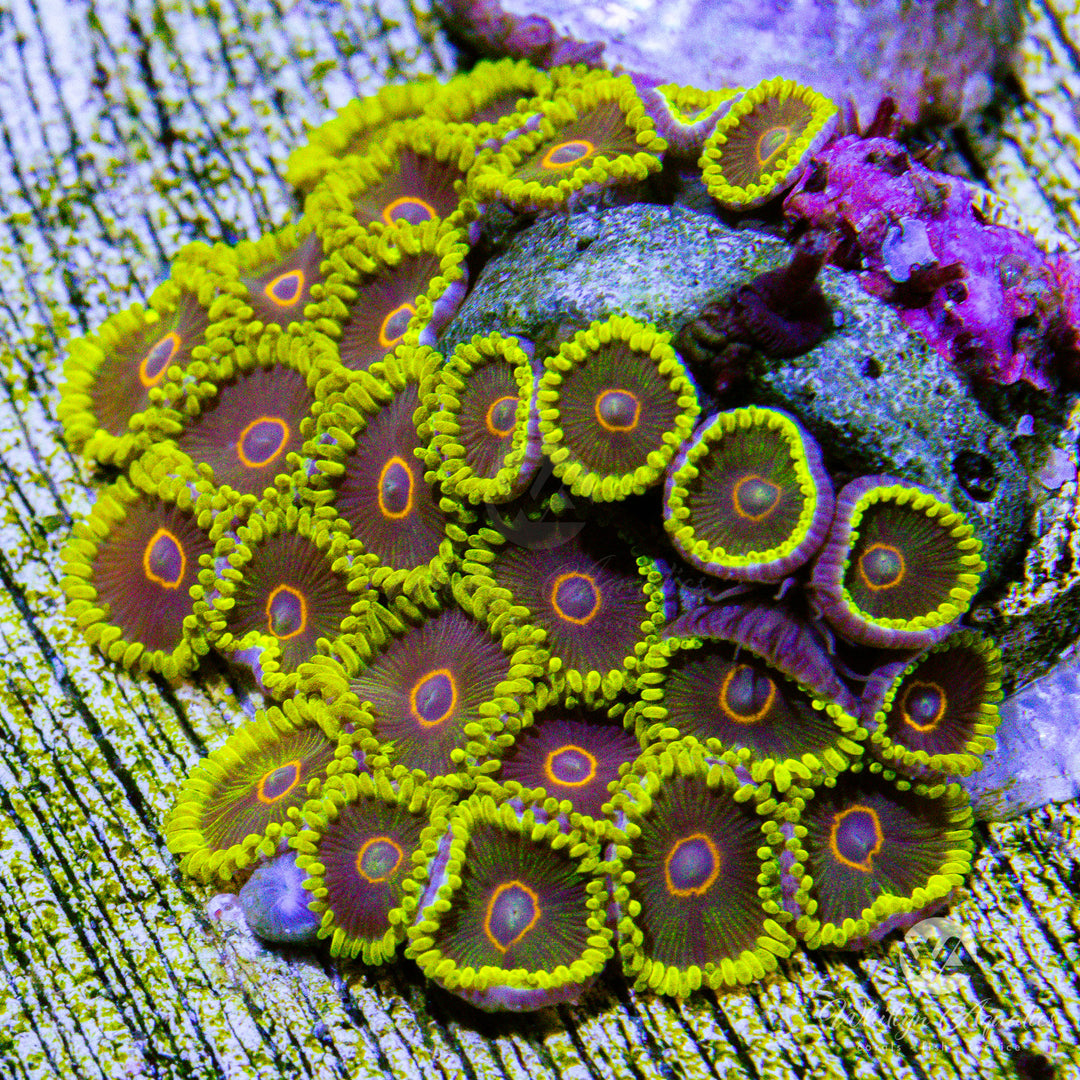 Yellow Hornet Zoanthids (Aquacultured)