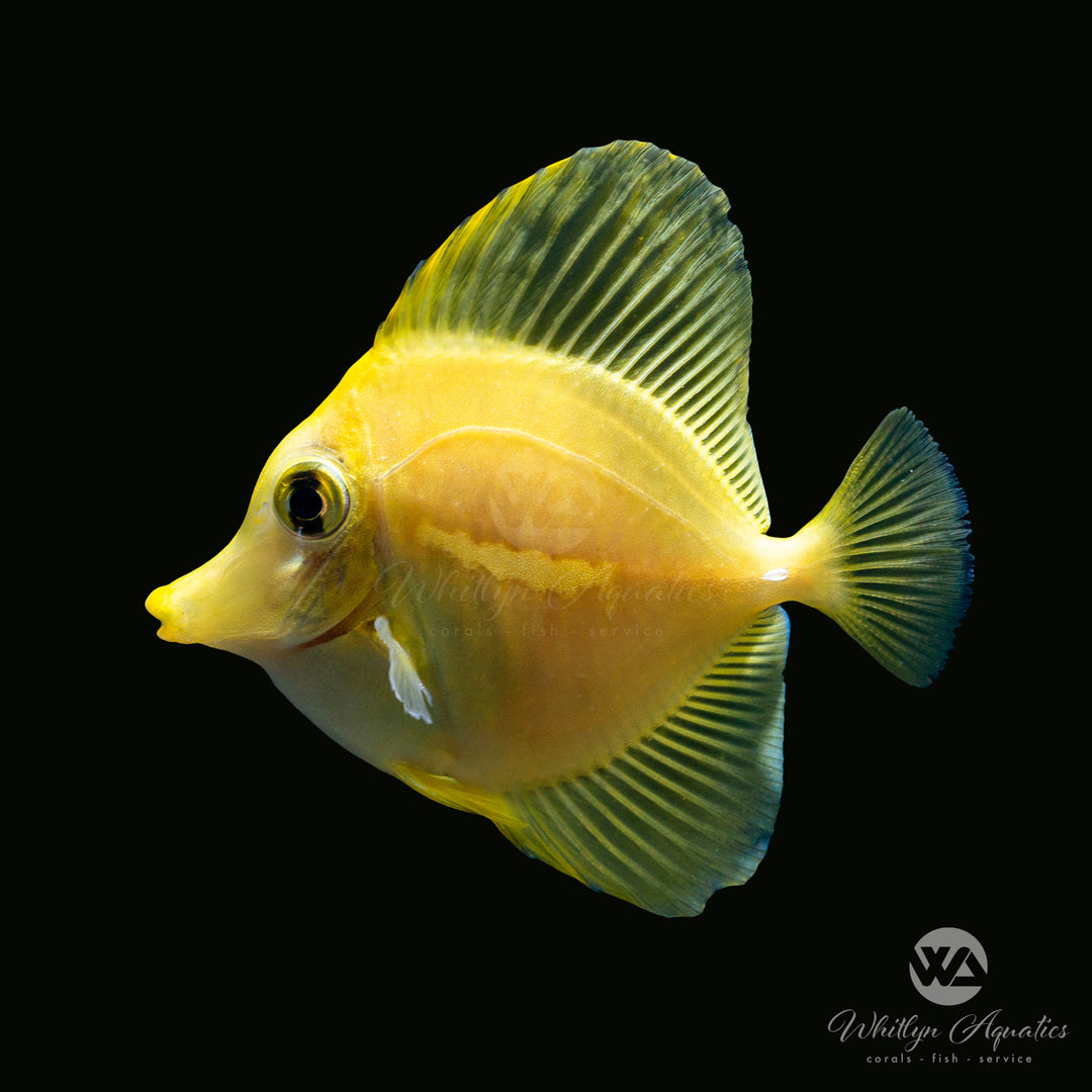 Yellow Tang (Captive Bred) - Zebrasoma flavescens