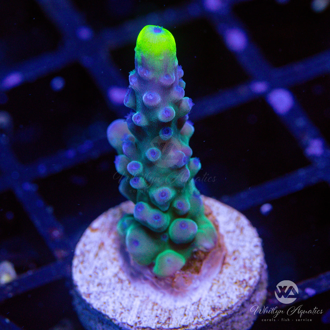 WWC Yellow Tips Acropora