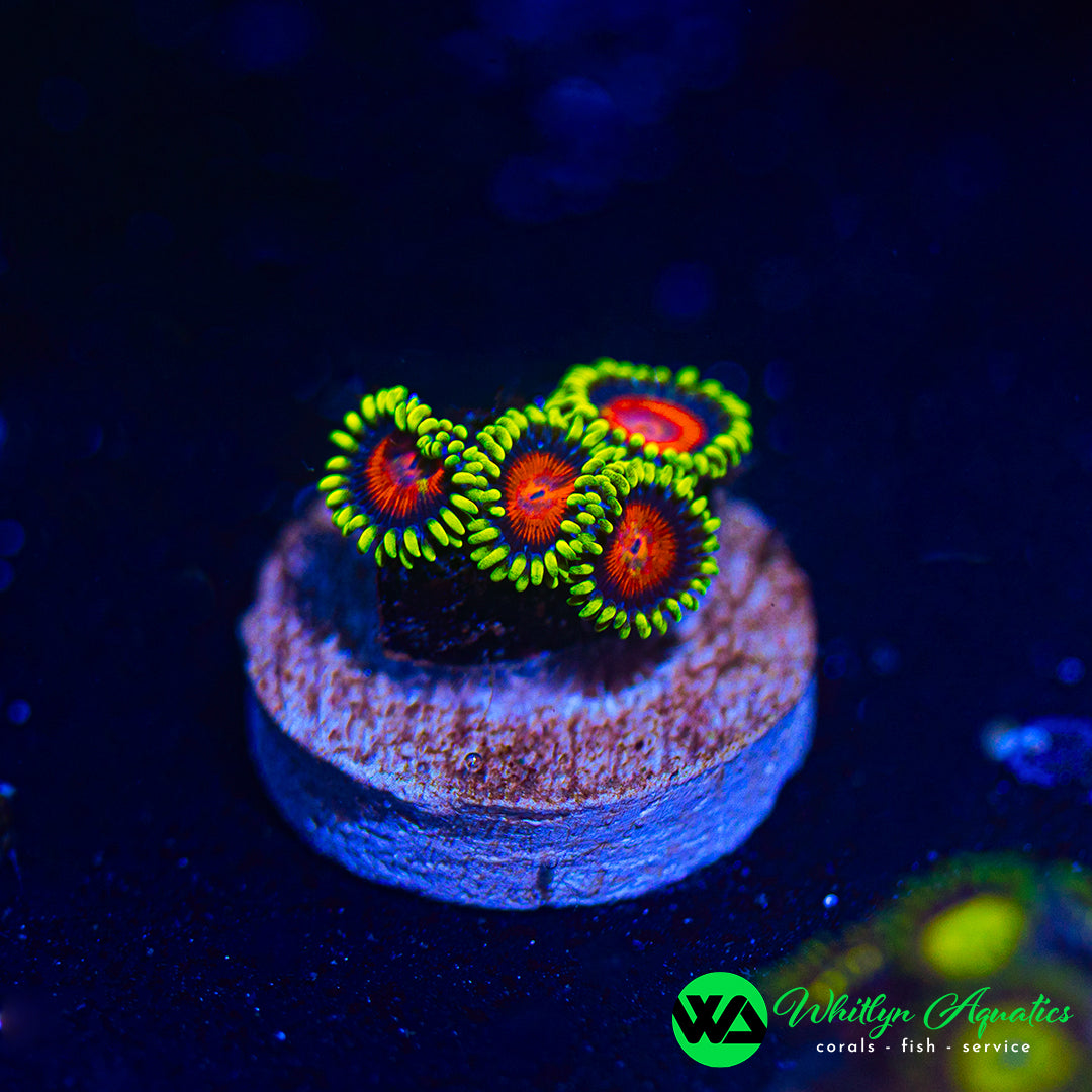 Yellow Brick Road Zoanthids (Aquacultured)
