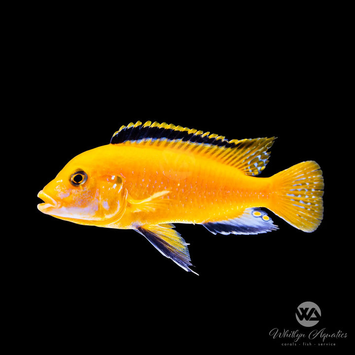 Yellow Lab Mbuna Cichlid - Labidochromis caeruleus