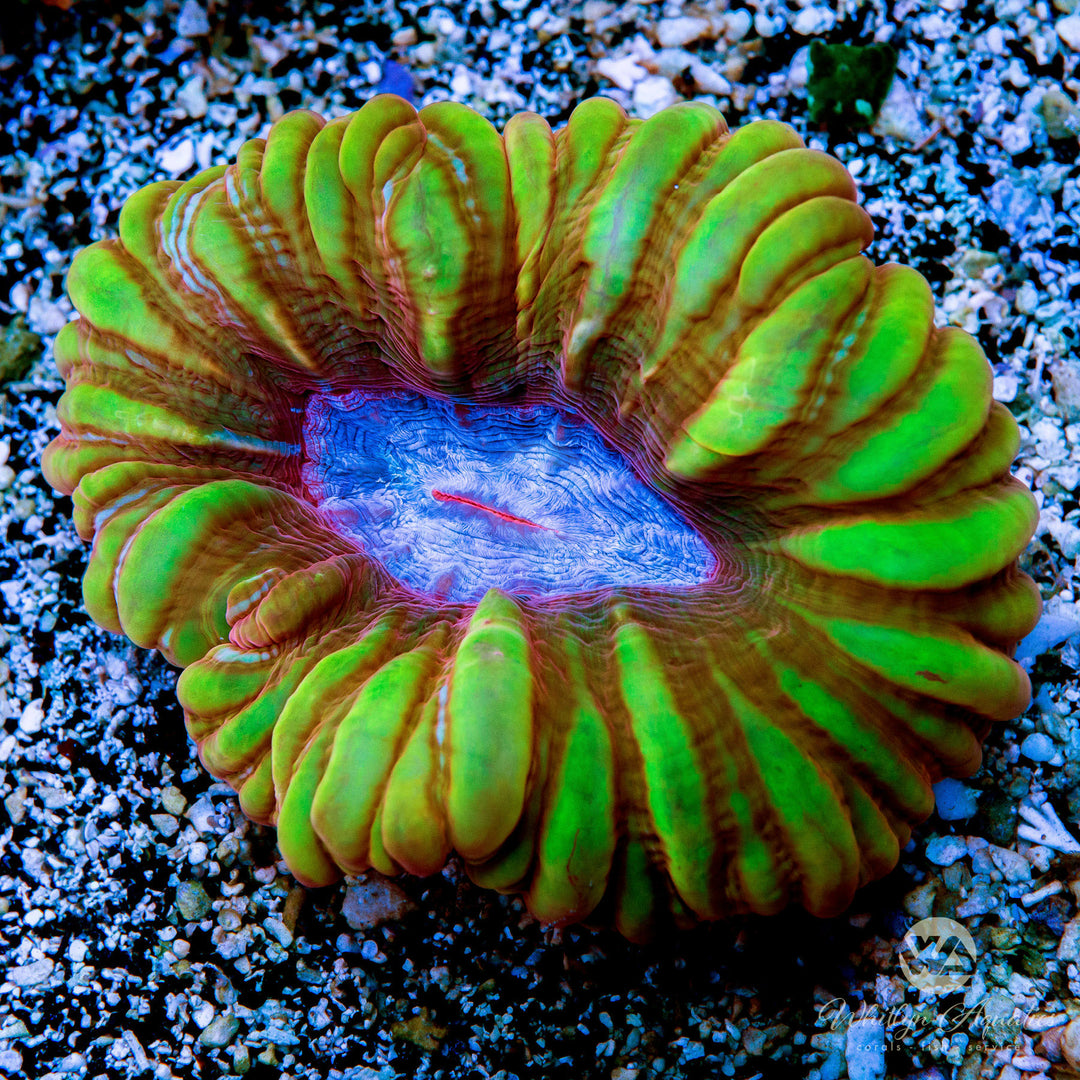 Cynarina Coral 4-5" - WYSIWYG