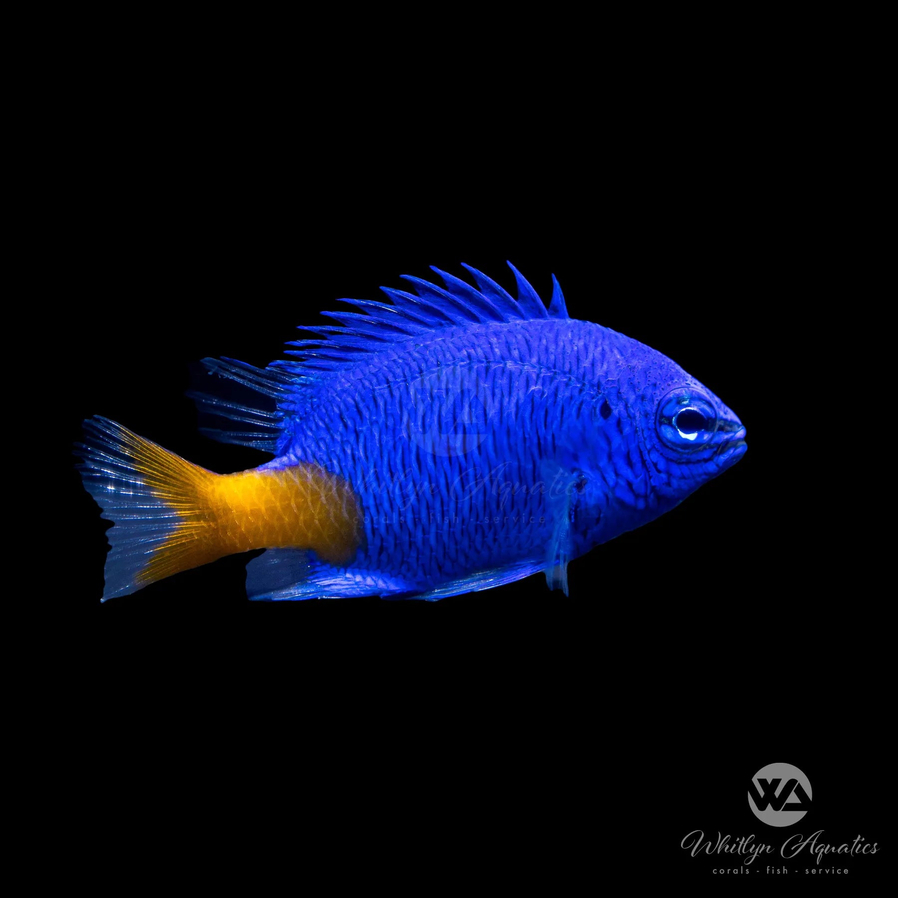 Yellowtail Damsel