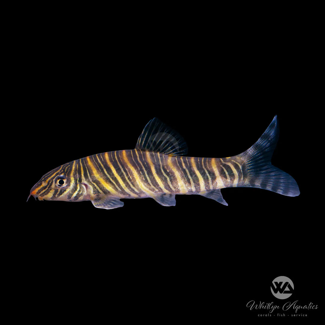 Zebra Loach - Botia striata