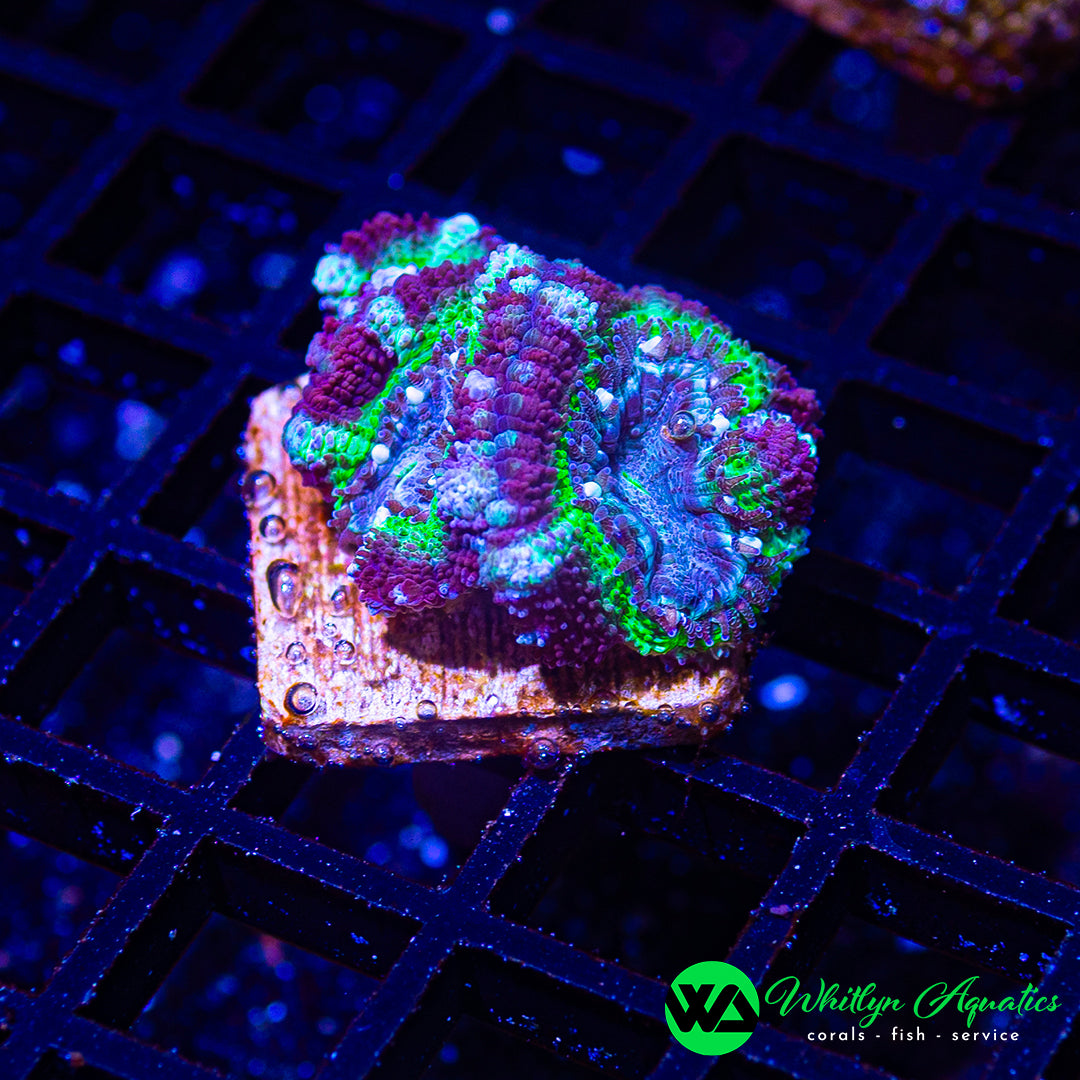 A43 - [NEW RELEASE!] WA Forbidden Fruit Asian Acan - WYSIWYG