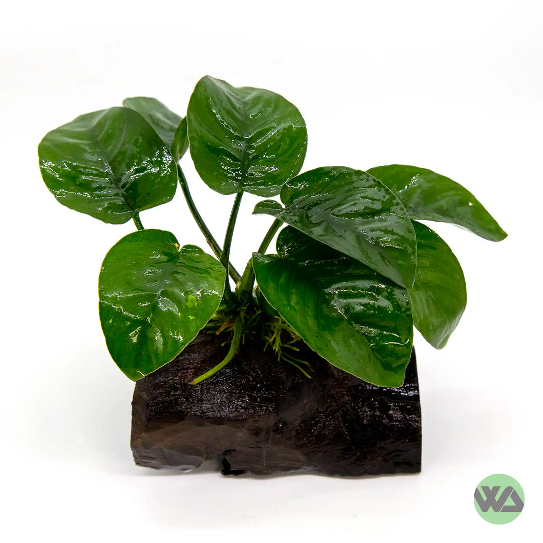 Anubias barteri butterfly