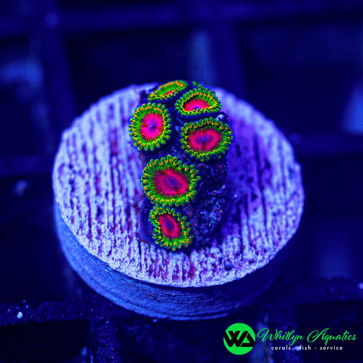 Awesome Blossom Zoanthid