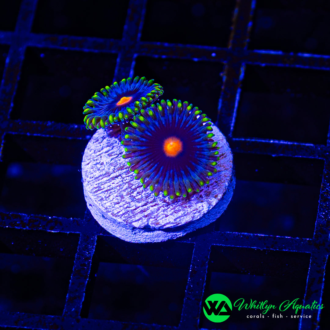 A45 - WA Blowpop Zoanthid - WYSIWYG