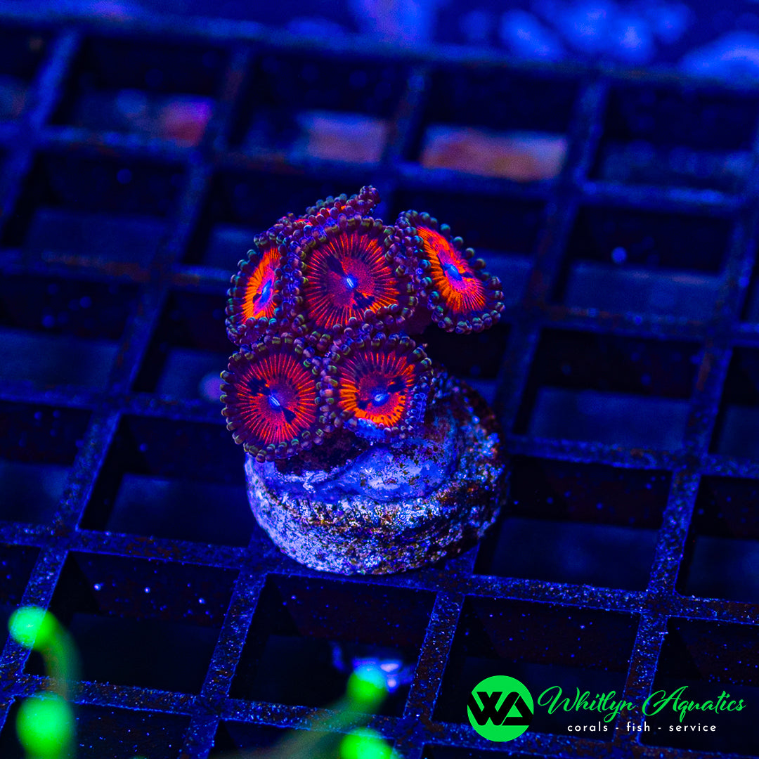 A44 - WA Bloodsucker Zoanthid - WYSIWYG