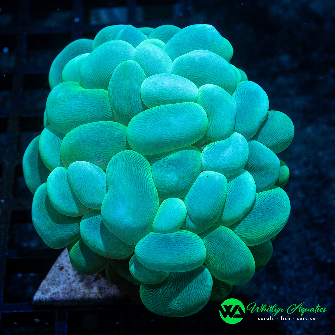 A55 - Bubble Coral 4" - WYSIWYG - Whitlyn Aquatics