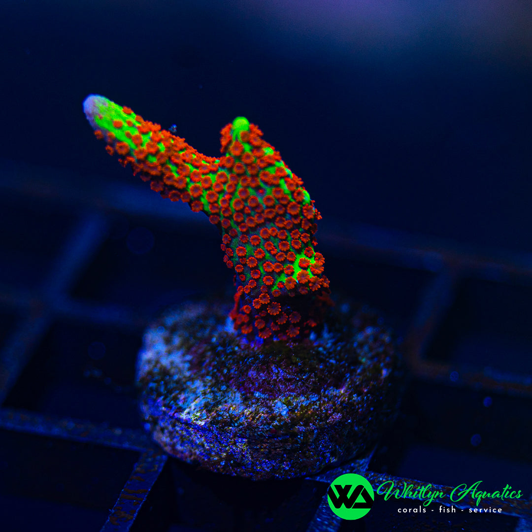 Bubblegum Montipora Digitata