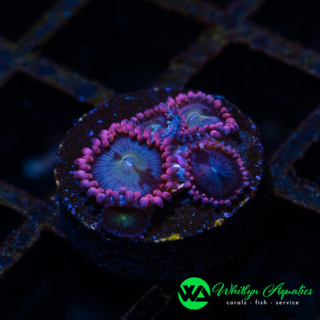 A24 - [NEW RELEASE!] WA Cotton Candy Zoanthid - WYSIWYG - Whitlyn Aquatics