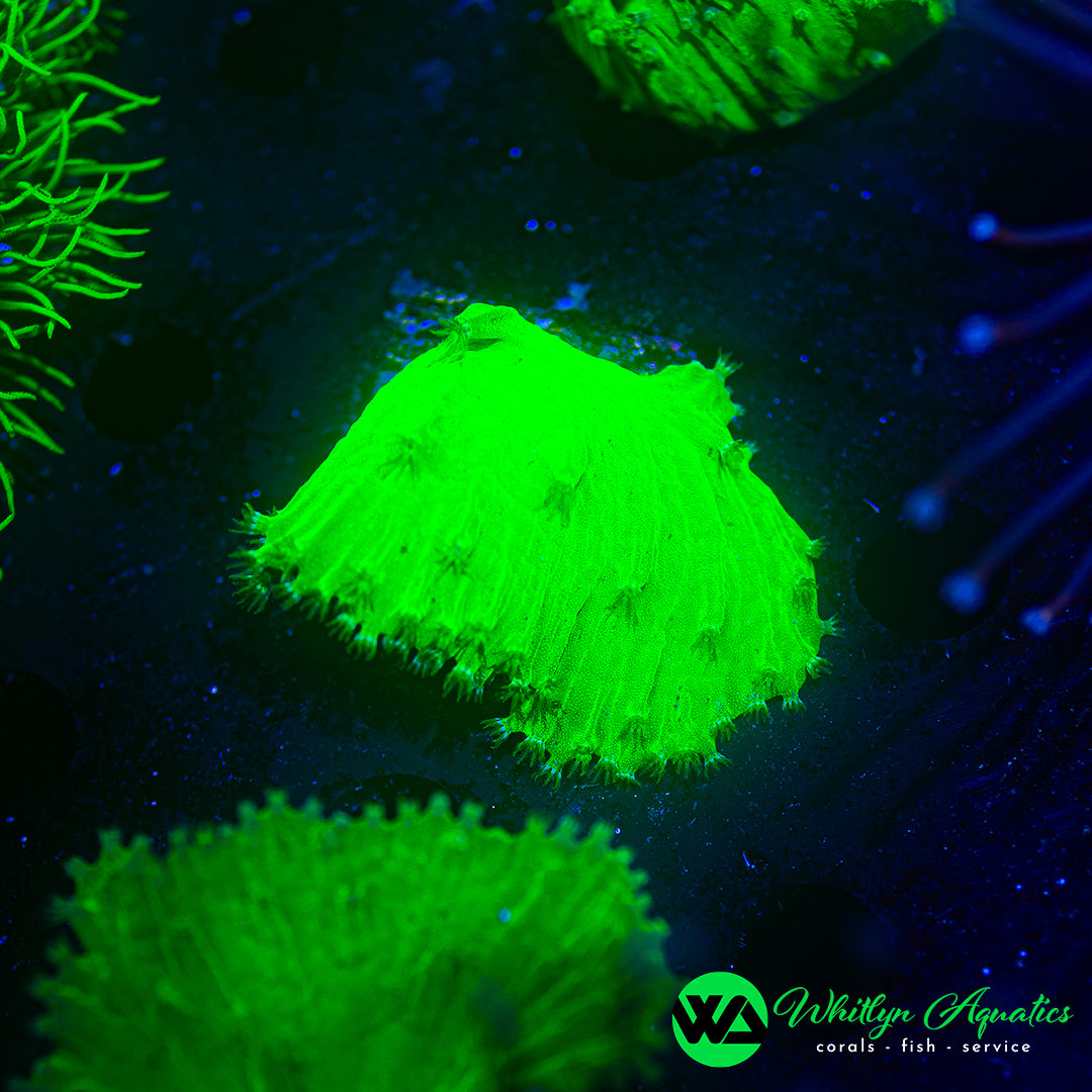 Neon Green Cabbage Leather