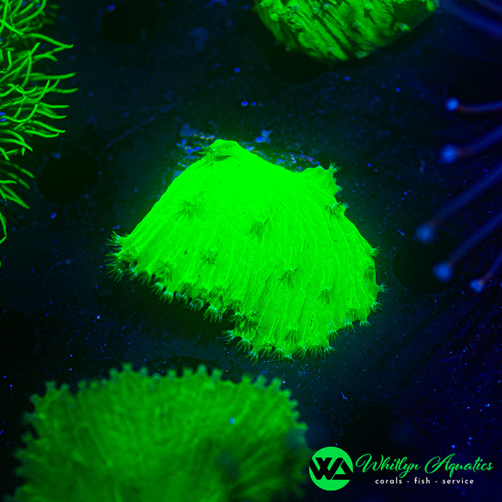 Neon Green Cabbage Leather