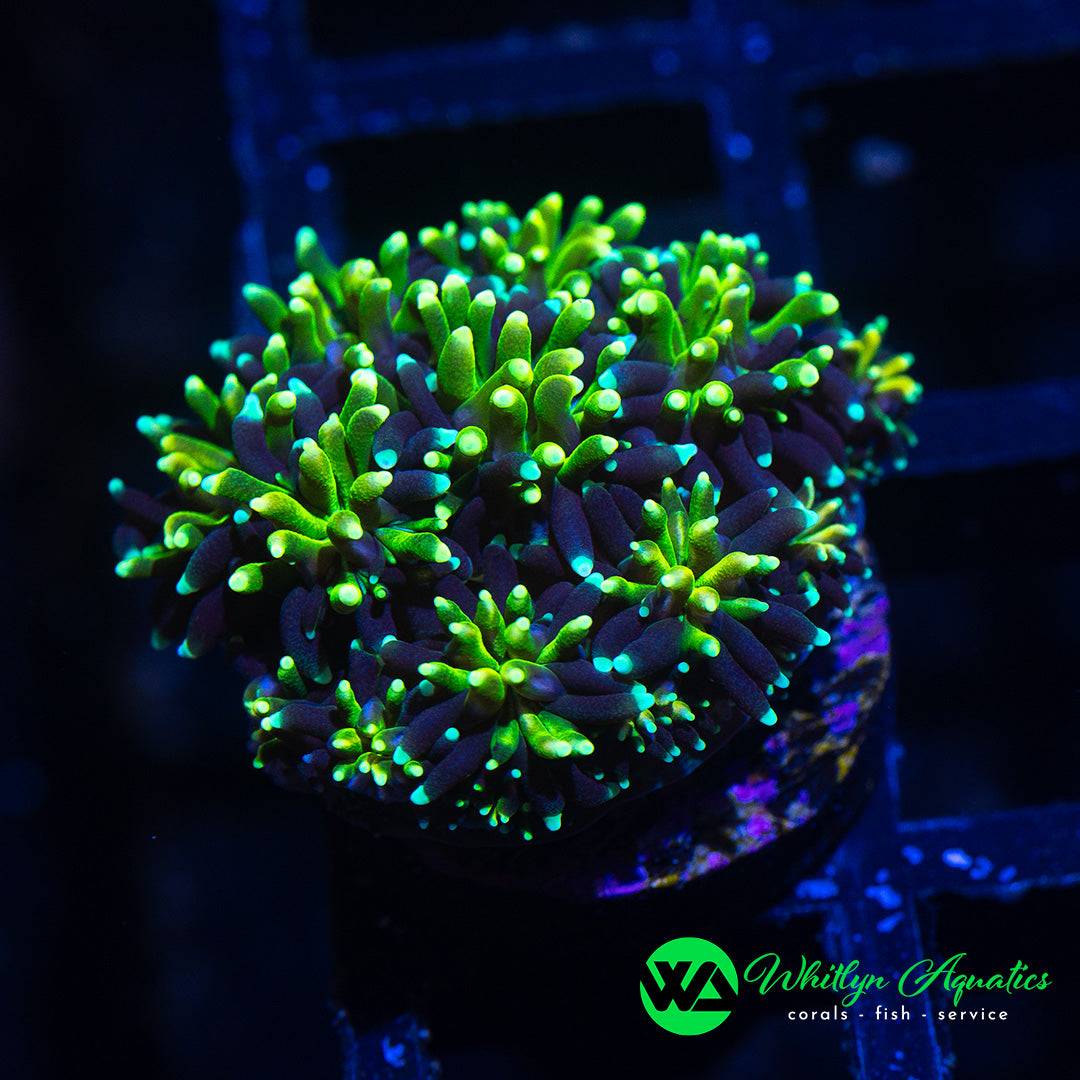 A46 - [NEW RELEASE!] WA Royal Galaxea - WYSIWYG - Whitlyn Aquatics