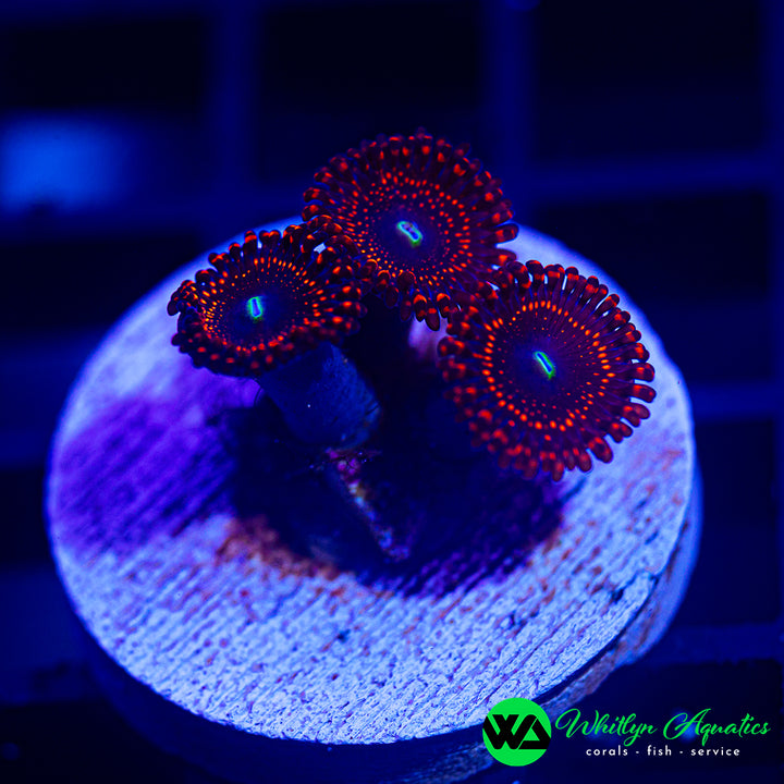 Illuminati Zoanthid