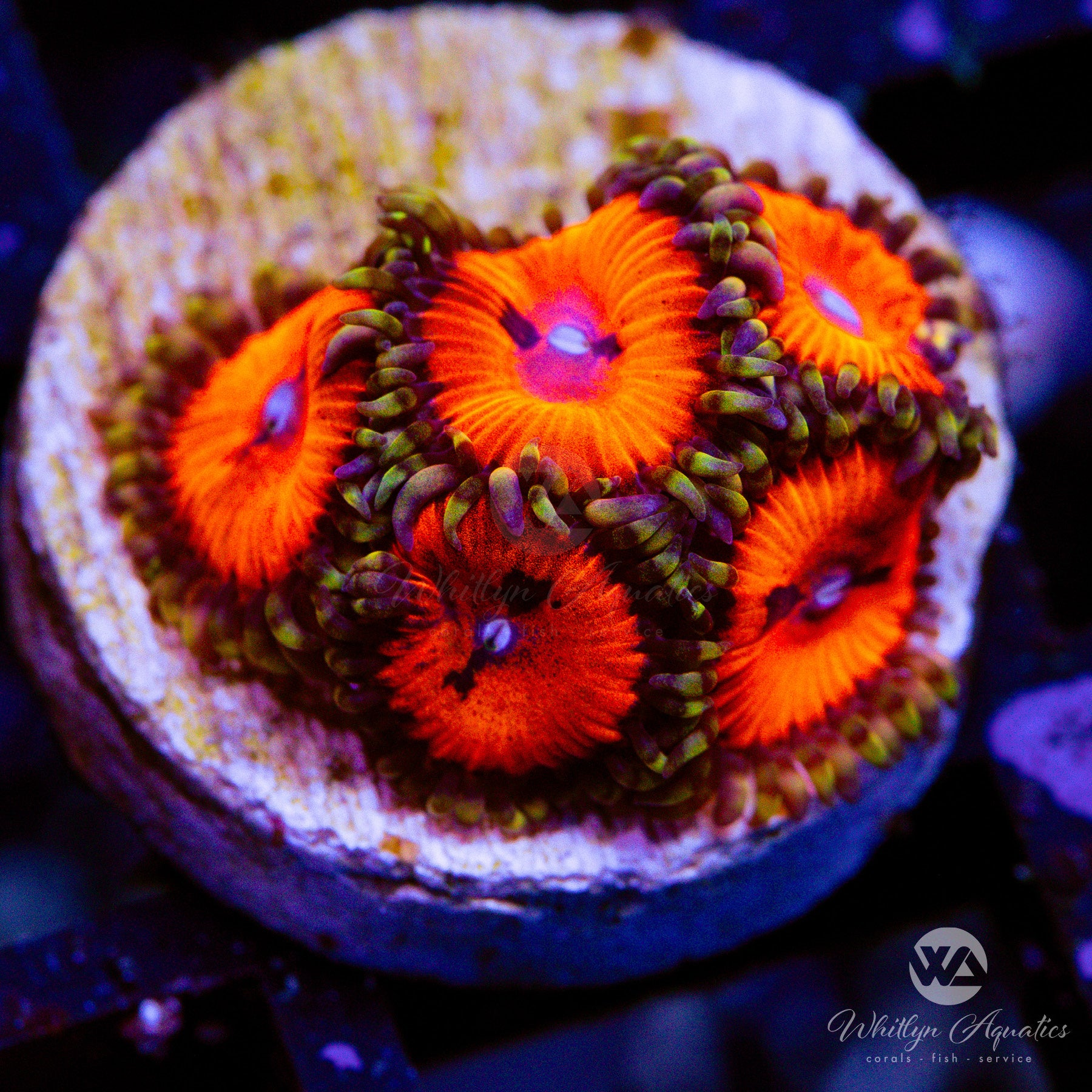 邦楽 BLOODSUCKERS 54mm Creature DNA Bloodsuckers Red Clear Swirl 95a | OJ